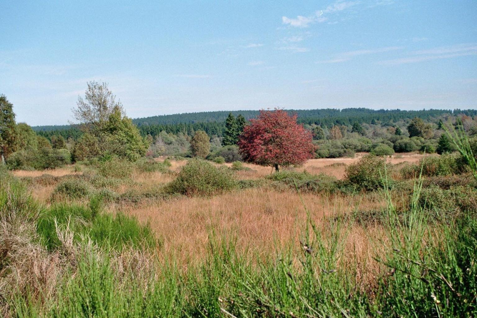 Zum Alten Landrat Montjoie Extérieur photo